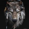 Gray Wolf